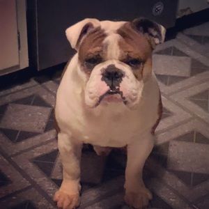 Meet your Posher, Sidney